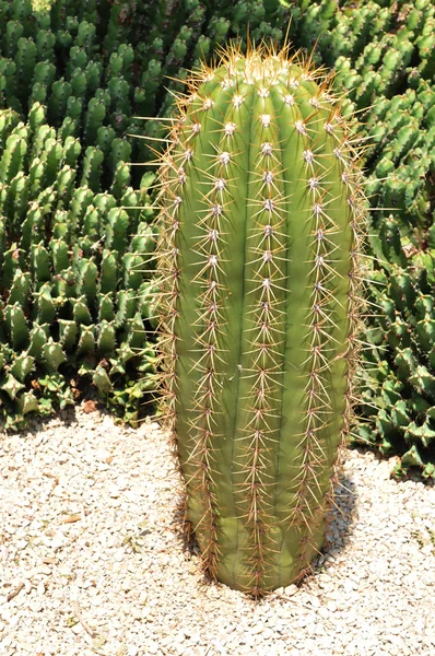 Cactus — Foto de Stock