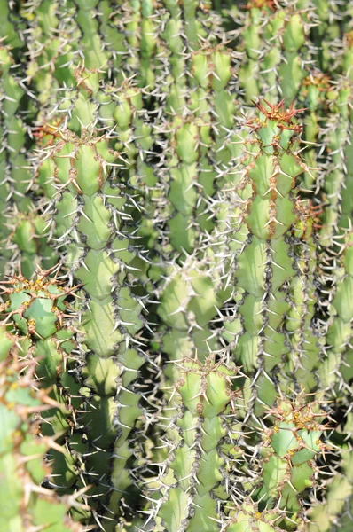 Fondo di cactus — Foto Stock