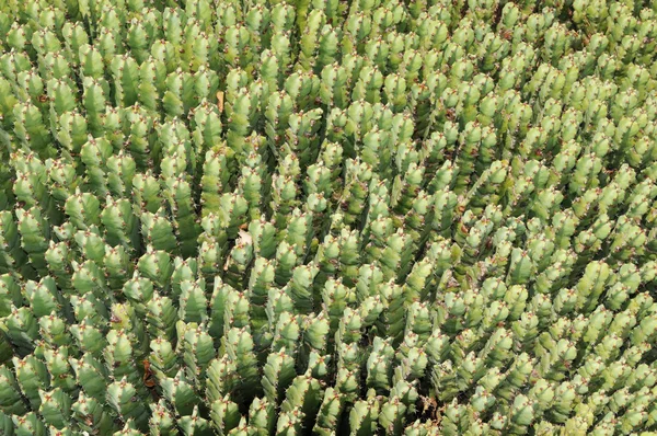 Cactus achtergrond — Stockfoto