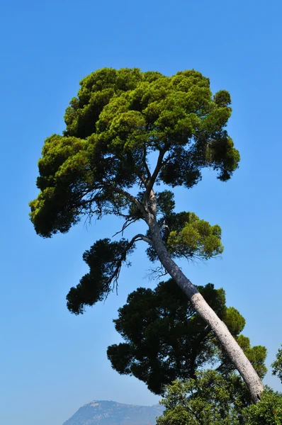 Alter Baum — Stockfoto