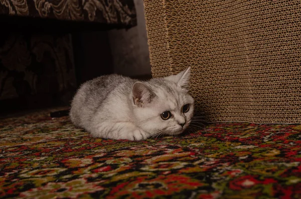 Scotish Silver Cat High Quality Photo Home Cat — Stock Photo, Image