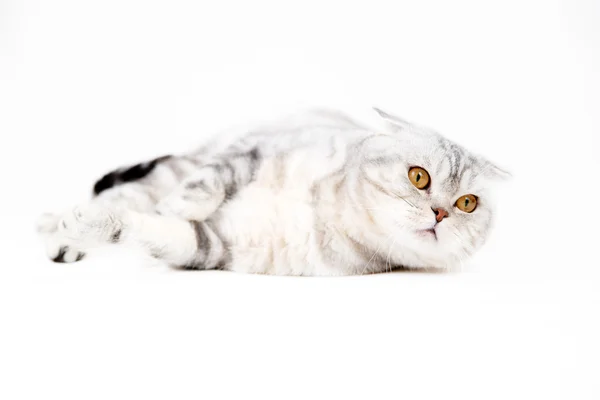 Британська короткошерста кішка — стокове фото