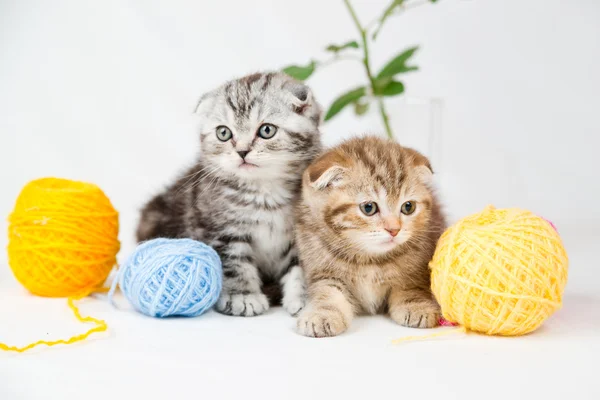 Britânico shorthair gatinhos — Fotografia de Stock