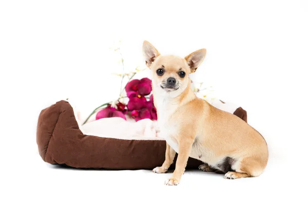 Little pedigreed dog — Stock Photo, Image