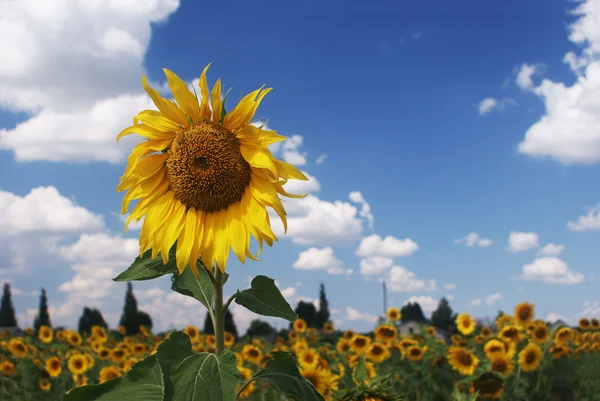 Zonnebloem — Stockfoto