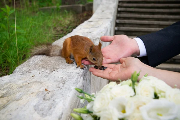 Hands of groom and bride with squirrel — Stock Photo, Image