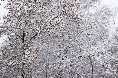 kış orman kar yağışı sonra