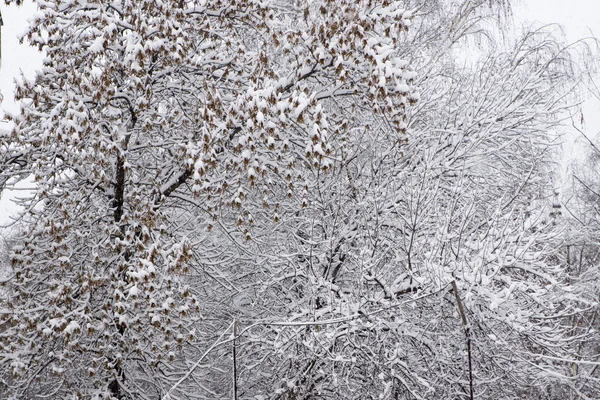 Vintern skogen efter snöfall — Stockfoto