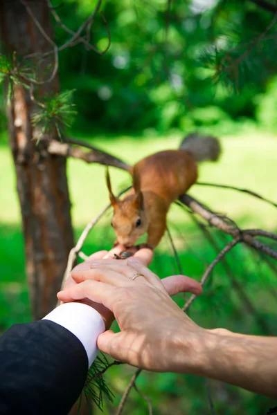 Kezét a vőlegény és a menyasszony a mókus — Stock Fotó