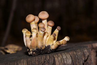 Armillaria