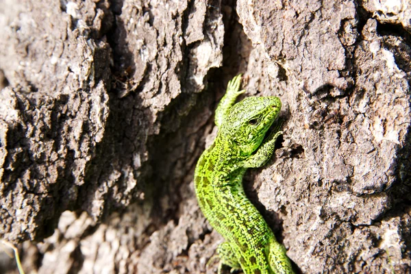 녹색 도마뱀. — 스톡 사진