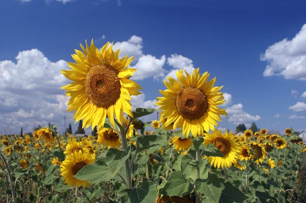 Zonnebloemen — Stockfoto