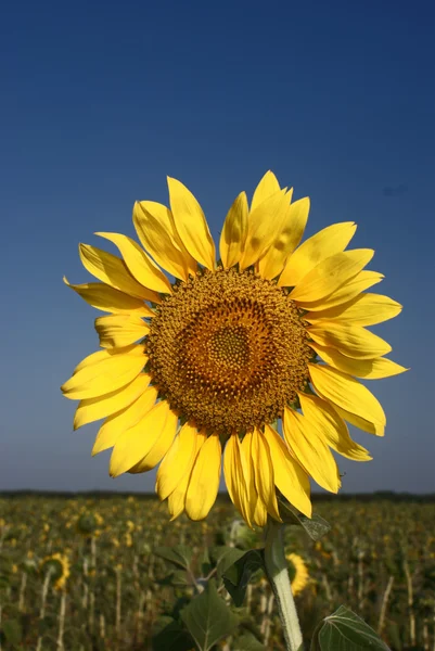 Sunflower — Stock Photo, Image