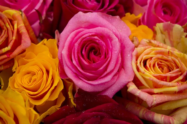 Vaaleanpunainen ruusu lähikuva — kuvapankkivalokuva