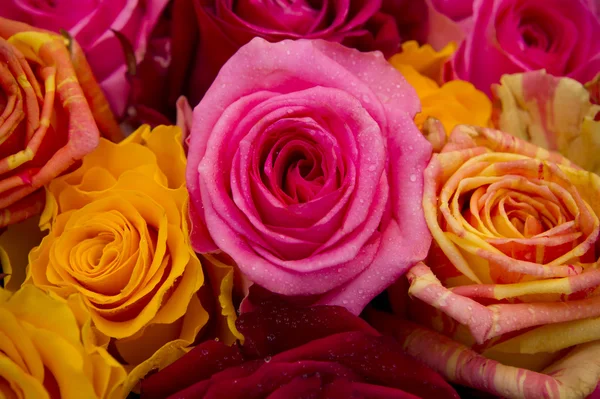 Pink rose closeup — Stock Photo, Image