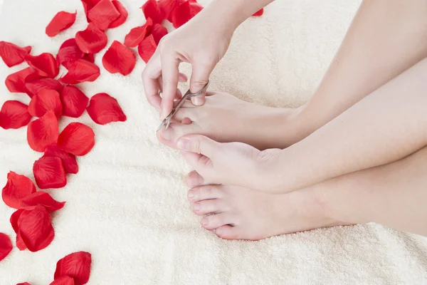Beautiful female feet and rose petals. Stock Image