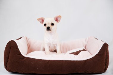 작은 순종 강아지