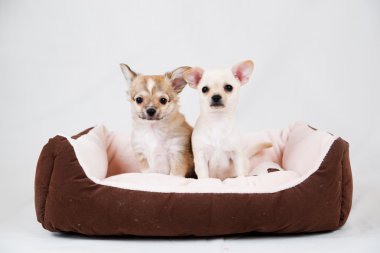 küçük safkan yavrular