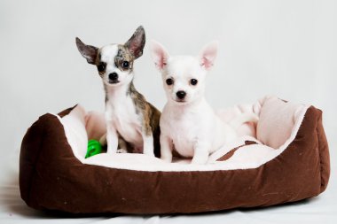 küçük safkan yavrular