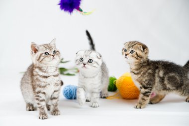 Britanya ile ilgili stenografi kedi