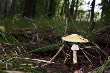 Ormandaki zehirli mantar.