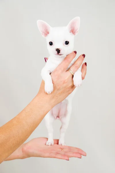 Small purebred puppy — Stock Photo, Image