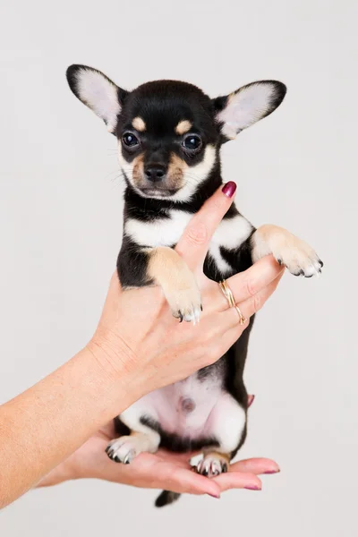 Small purebred puppy — Stock Photo, Image