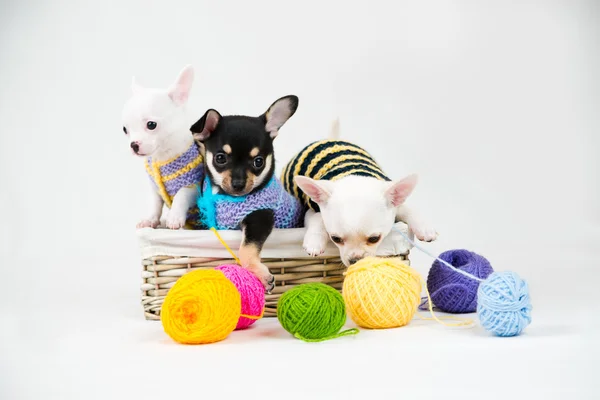 Small purebred puppies — Stock Photo, Image