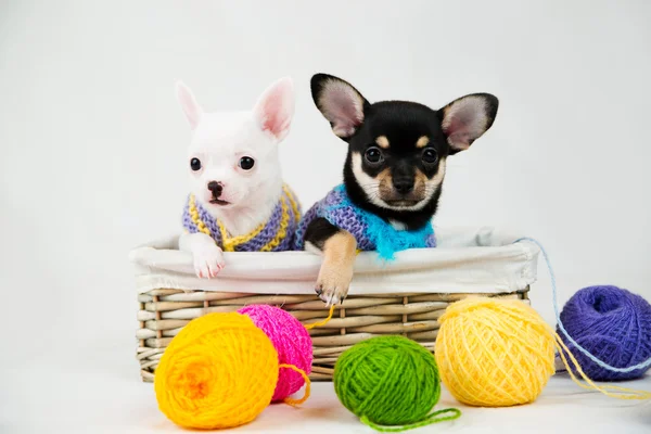 Small purebred puppies — Stock Photo, Image