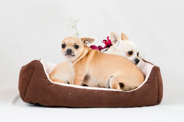 Perros genealógicos pequeños — Foto de Stock