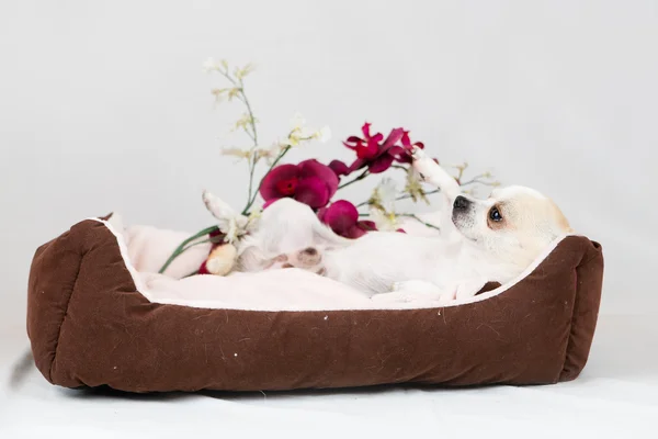 Lilla pedigreed hund — Stockfoto