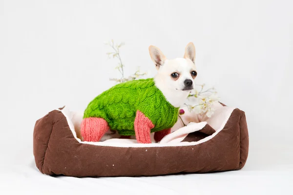 Small pedigree dogs — Stock Photo, Image