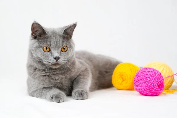 Británico taquigrafía gato —  Fotos de Stock