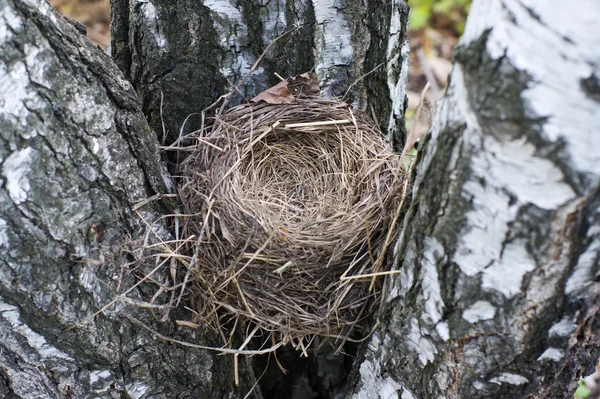 Empty bird's nest closeup — Stock Photo, Image