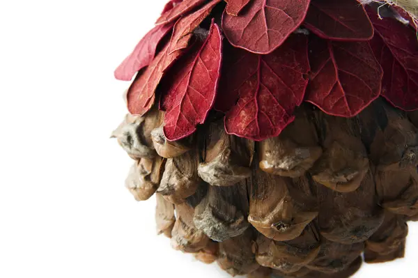 Christmas pine cone — Stock Photo, Image