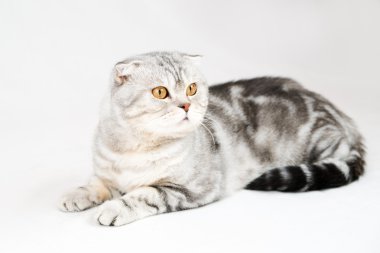 İngiliz kısa hava kedisi