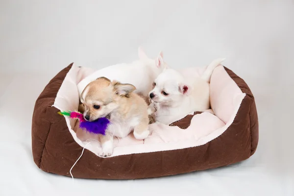 Pequeños cachorros de pura raza —  Fotos de Stock