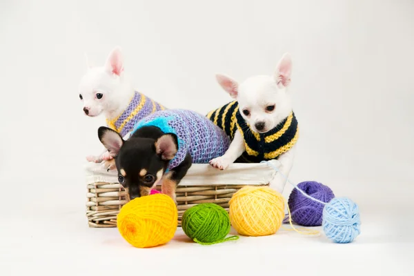 Small purebred puppies — Stock Photo, Image