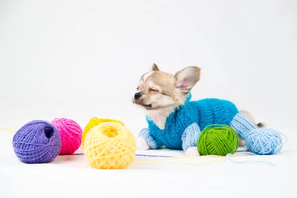 Small purebred puppy — Stock Photo, Image