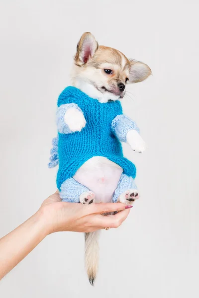 Small purebred puppy — Stock Photo, Image