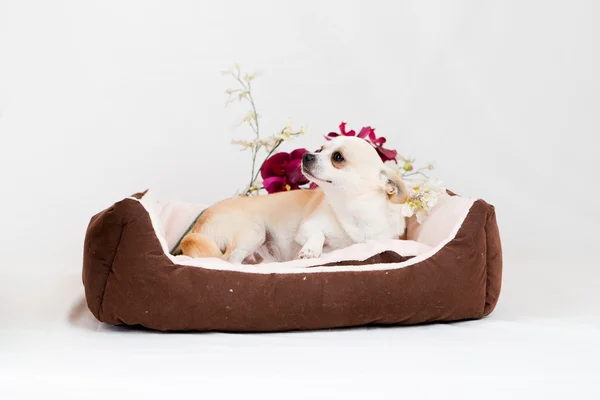 Little pedigreed dog — Stock Photo, Image