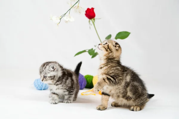 Britânico shorthair gatinhos — Fotografia de Stock