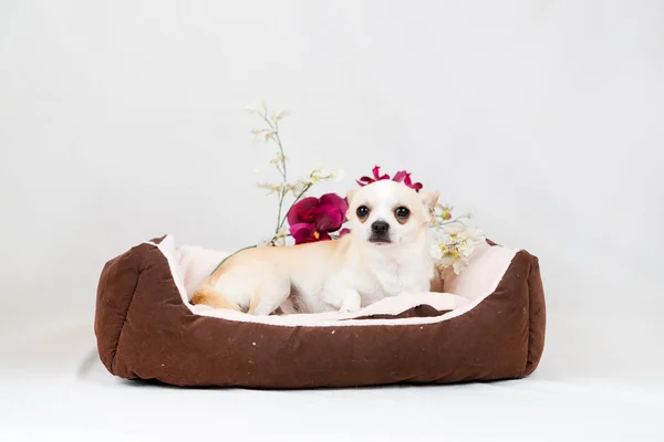 Pedigreed hondje — Stockfoto