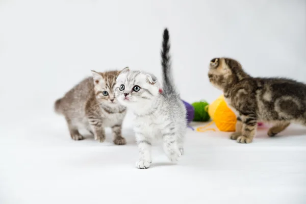 Britânico shorthair gatinhos — Fotografia de Stock