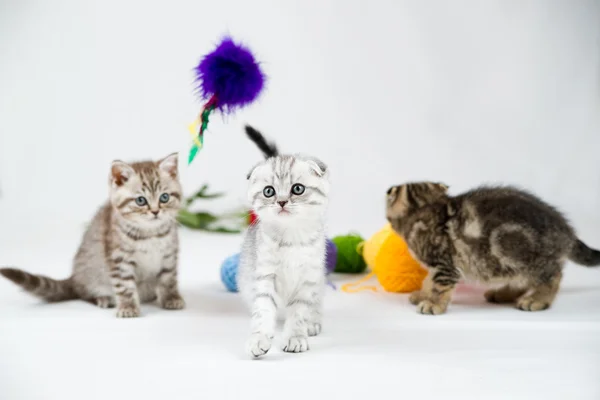 Britânico shorthair gatinhos — Fotografia de Stock