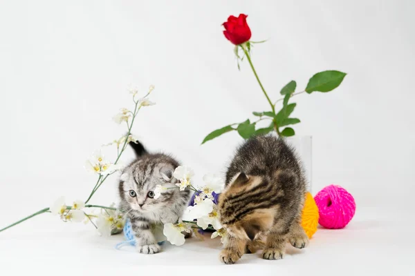 Britânico shorthair gatinhos — Fotografia de Stock