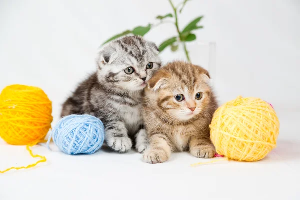 Britânico shorthair gatinhos — Fotografia de Stock