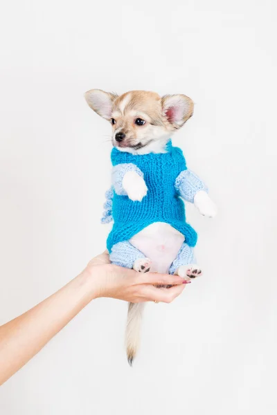 Small purebred puppy — Stock Photo, Image