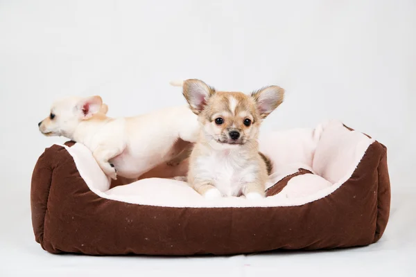 小型の純血の子犬 — ストック写真