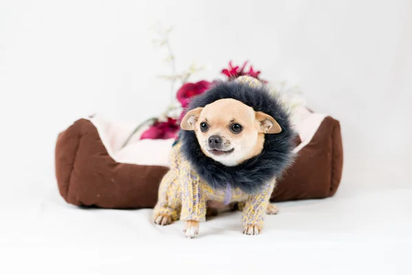 Lilla pedigreed hund — Stockfoto